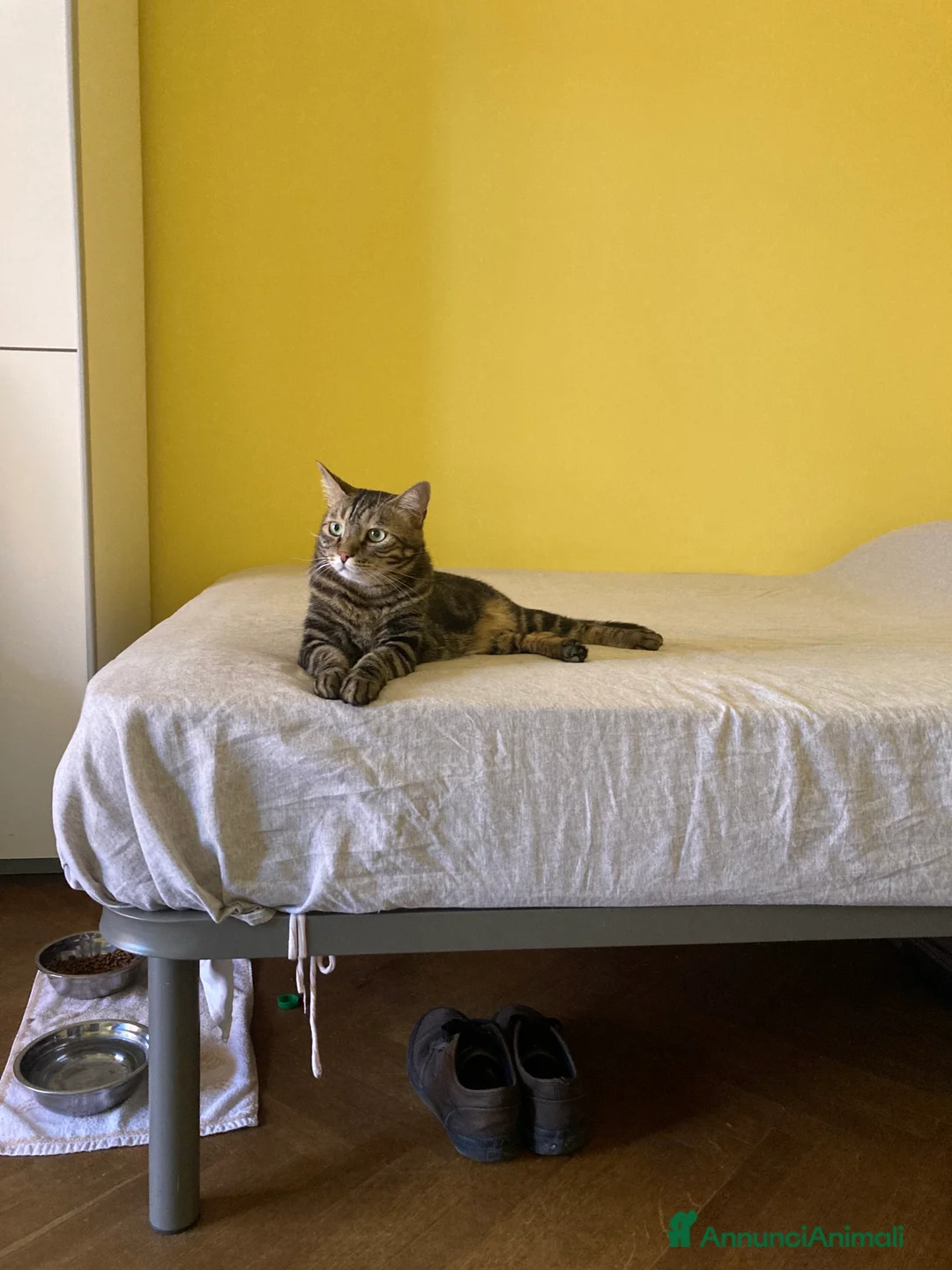 Europeo gatti in regalo: Gatto maschio adulto (sterilizzato) - Annuncio 15