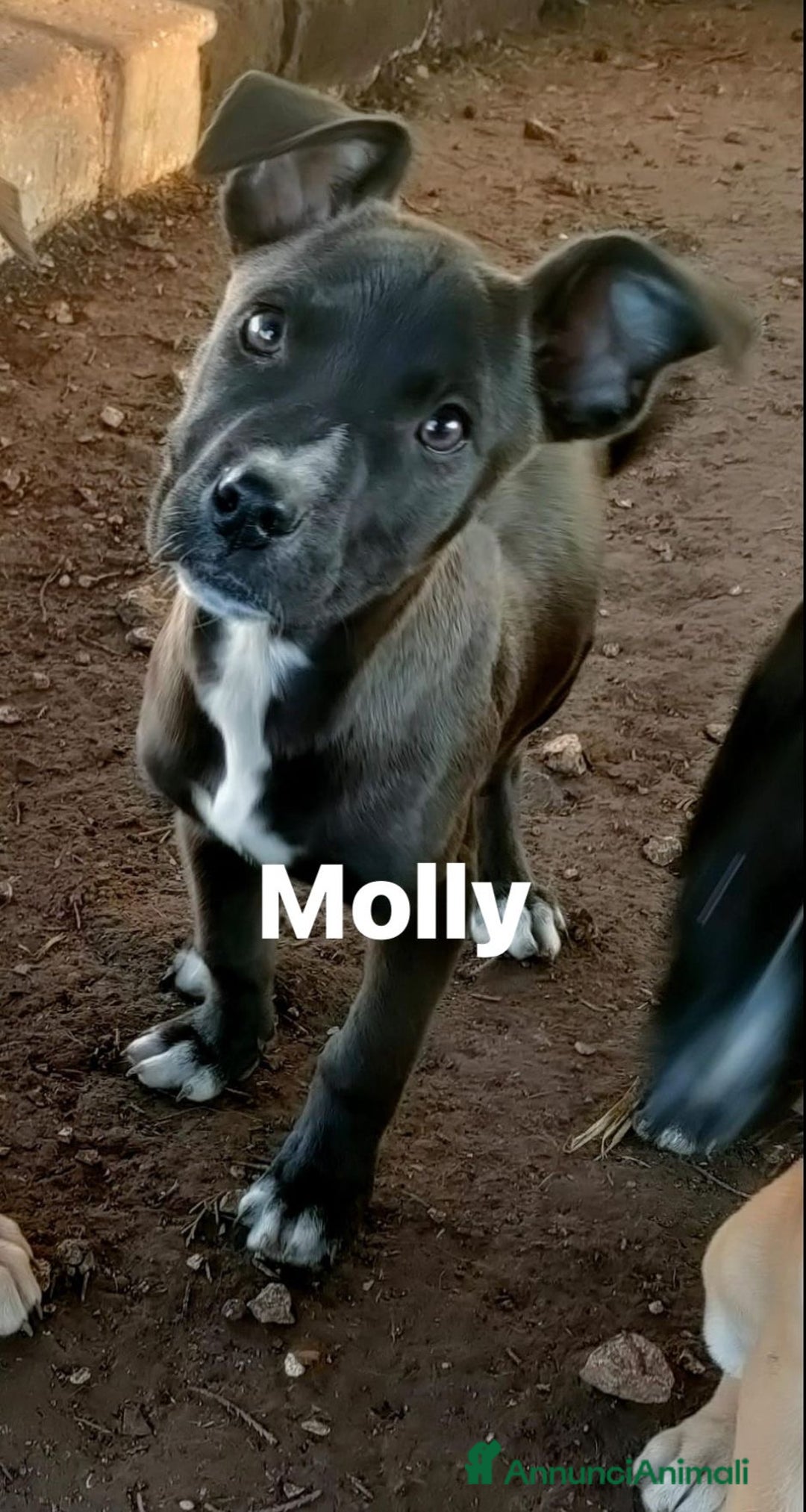 Pitbull cani in regalo: Splendide cucciole di pitbull in regalo - Annuncio 2