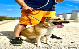 Altre razze cani in regalo: regina  - Immagine 2