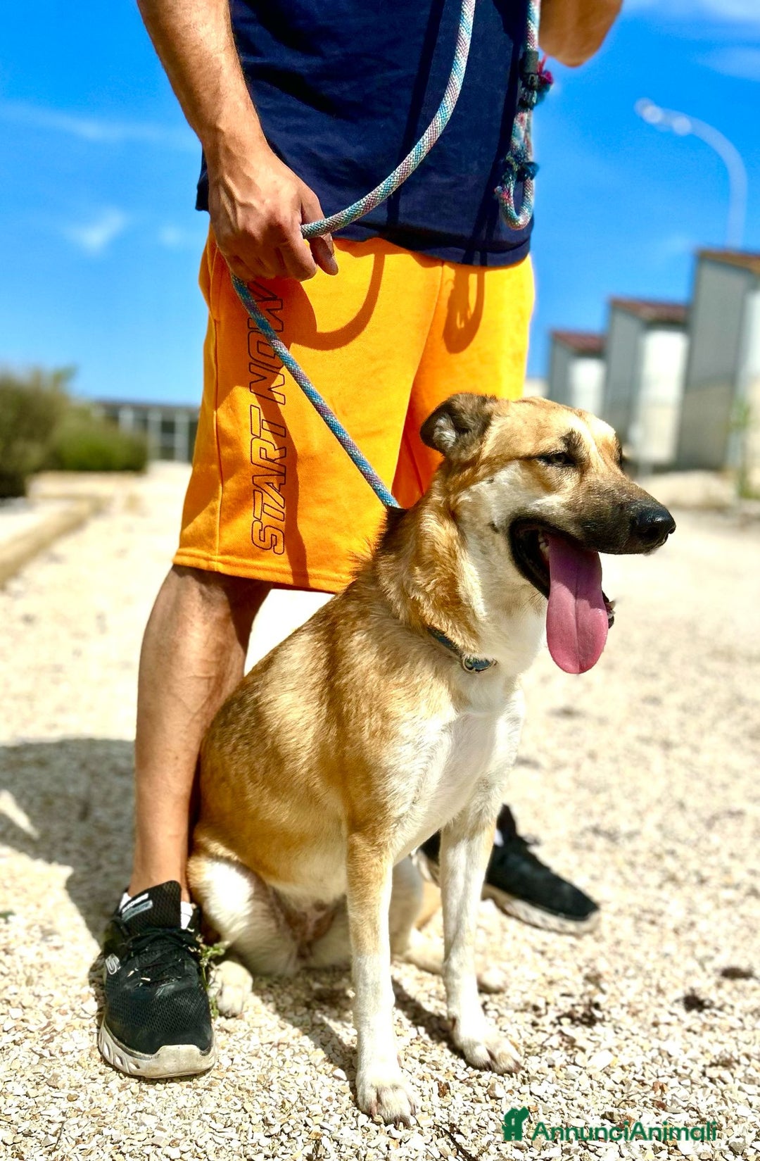 Altre razze cani in regalo: regina  - Immagine 2