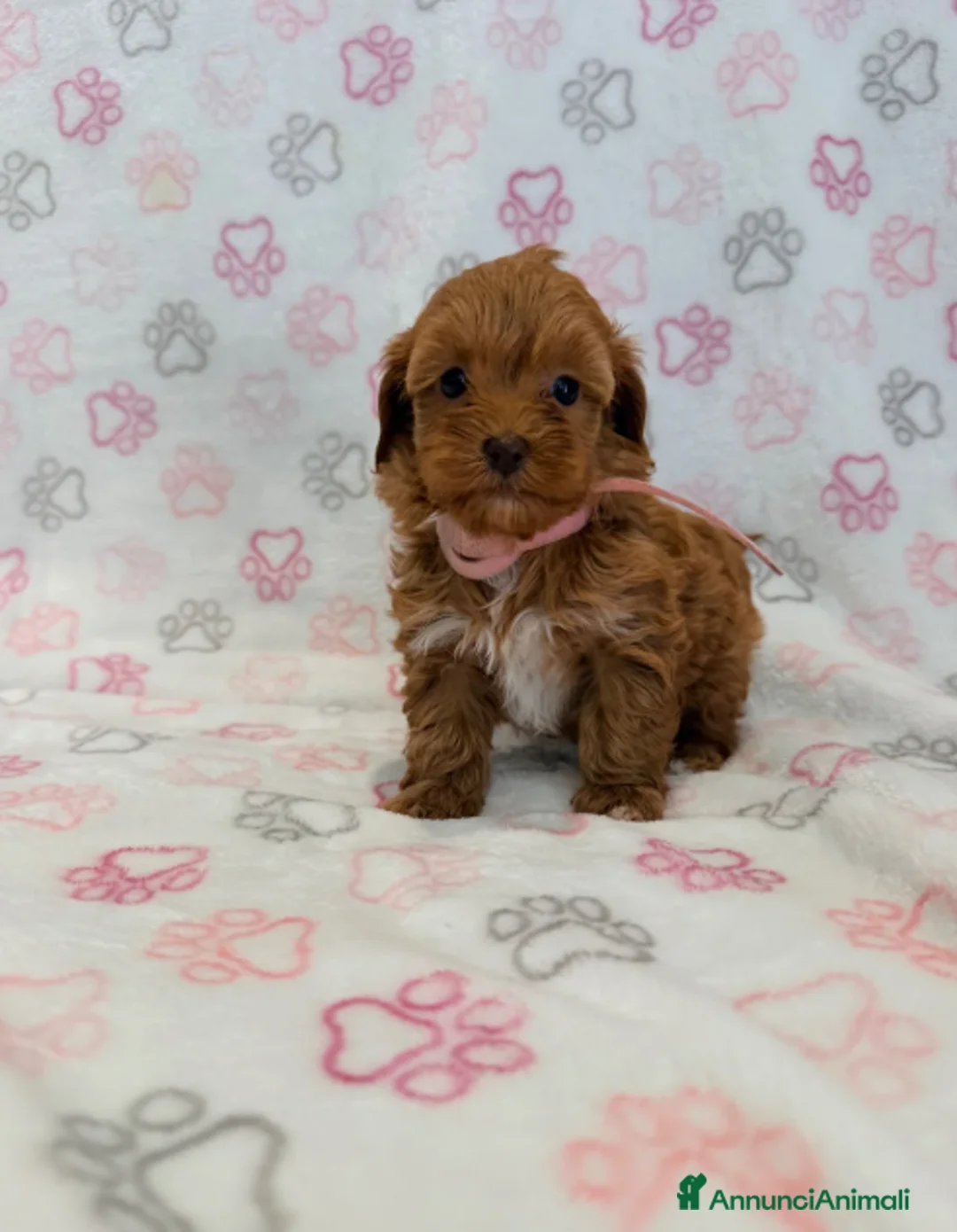 Maltipoo cani in vendita: Splendidi cuccioli di Maltipoo 💖 - Annuncio 2