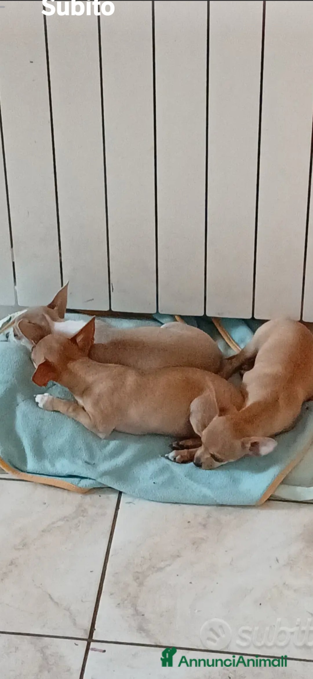 Chihuahua cani in vendita: Chihuahua cucciolini  bellissimi - Annuncio 9
