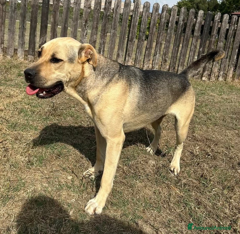 Meticcio cani PENELOPE - Annuncio 2