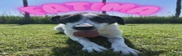 Meticcio cani in regalo: Fatima, cucciolotta strepitosa in adozione  - Annuncio 3