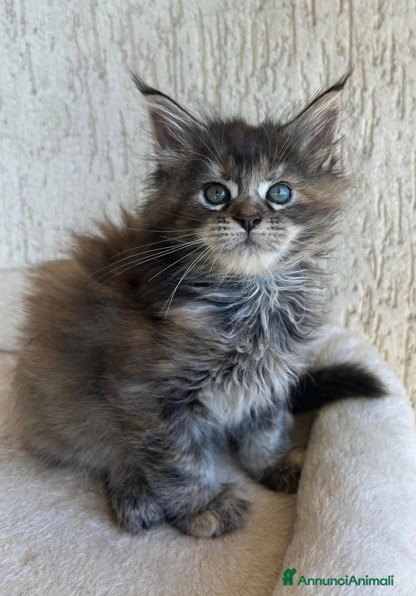 Maine Coon gatti Maine Coon  - Annuncio 14