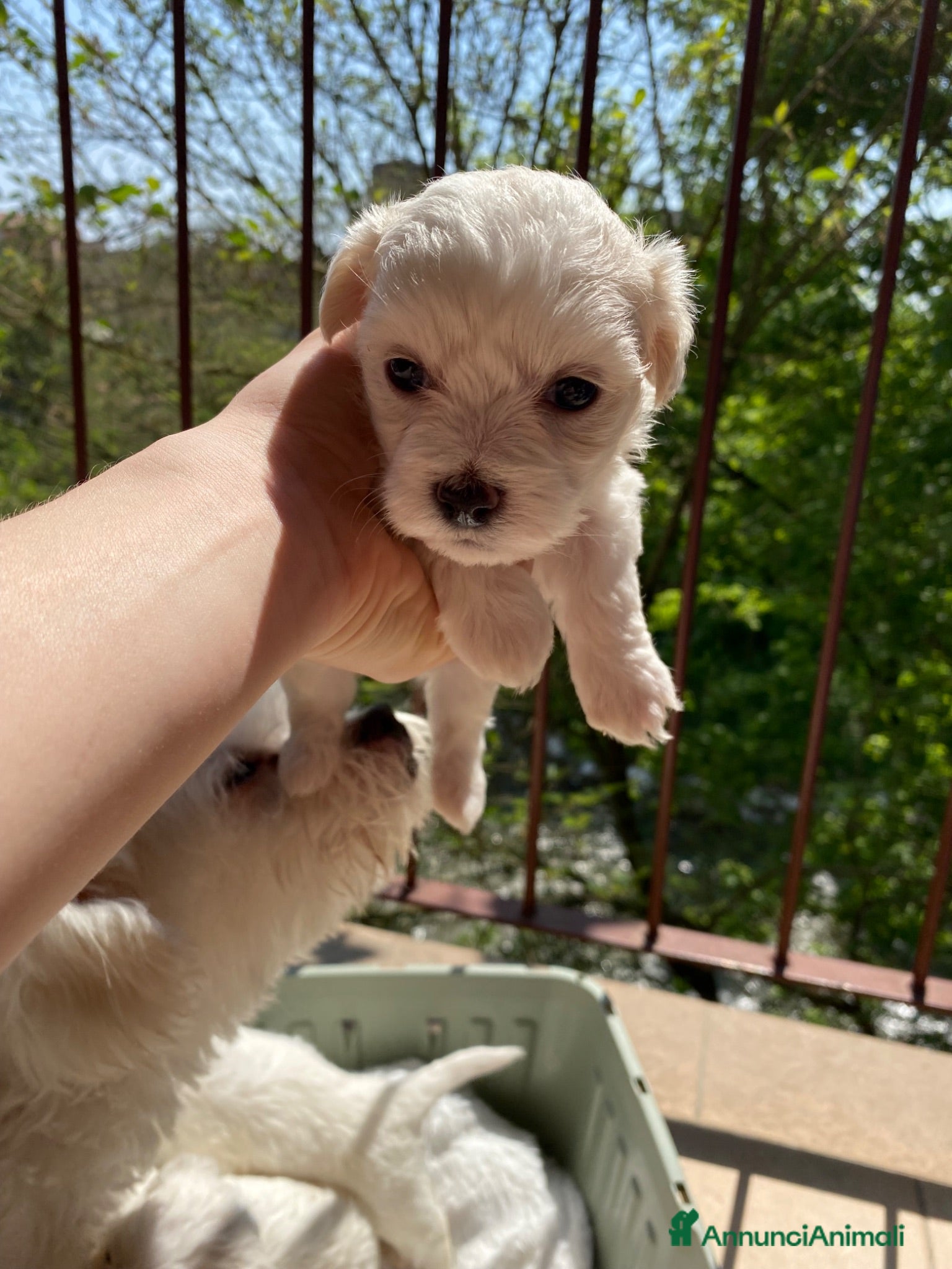 Maltese cani Maltese Puro - Annuncio 1