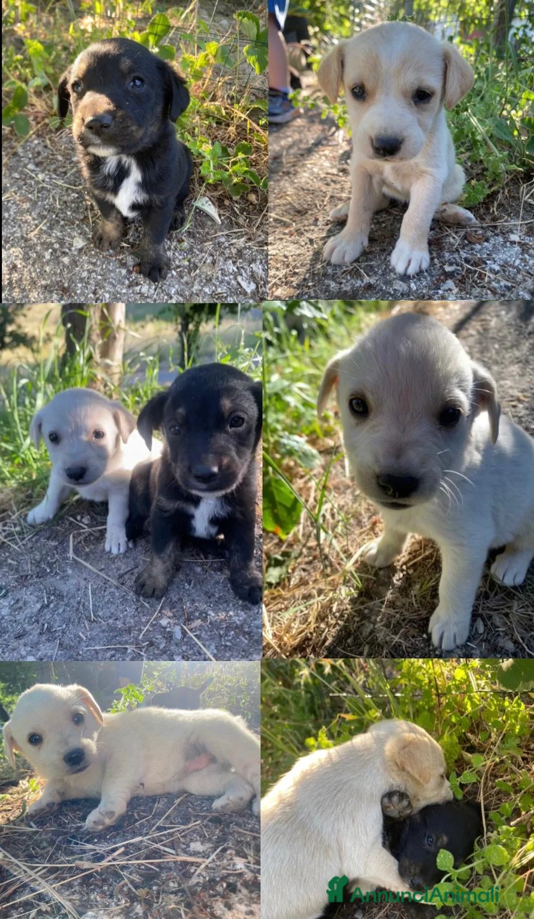 Meticcio cani in regalo: Meticce Labrador + maremmano  - Annuncio 1