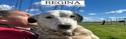 Meticcio cani in regalo: Regina, la 2^ di 3 cucciole bellissime e monelle - Annuncio 1