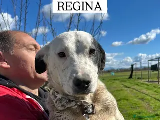 Meticcio cani Regina, la 2^ di 3 cucciole bellissime e monelle - Annuncio 12