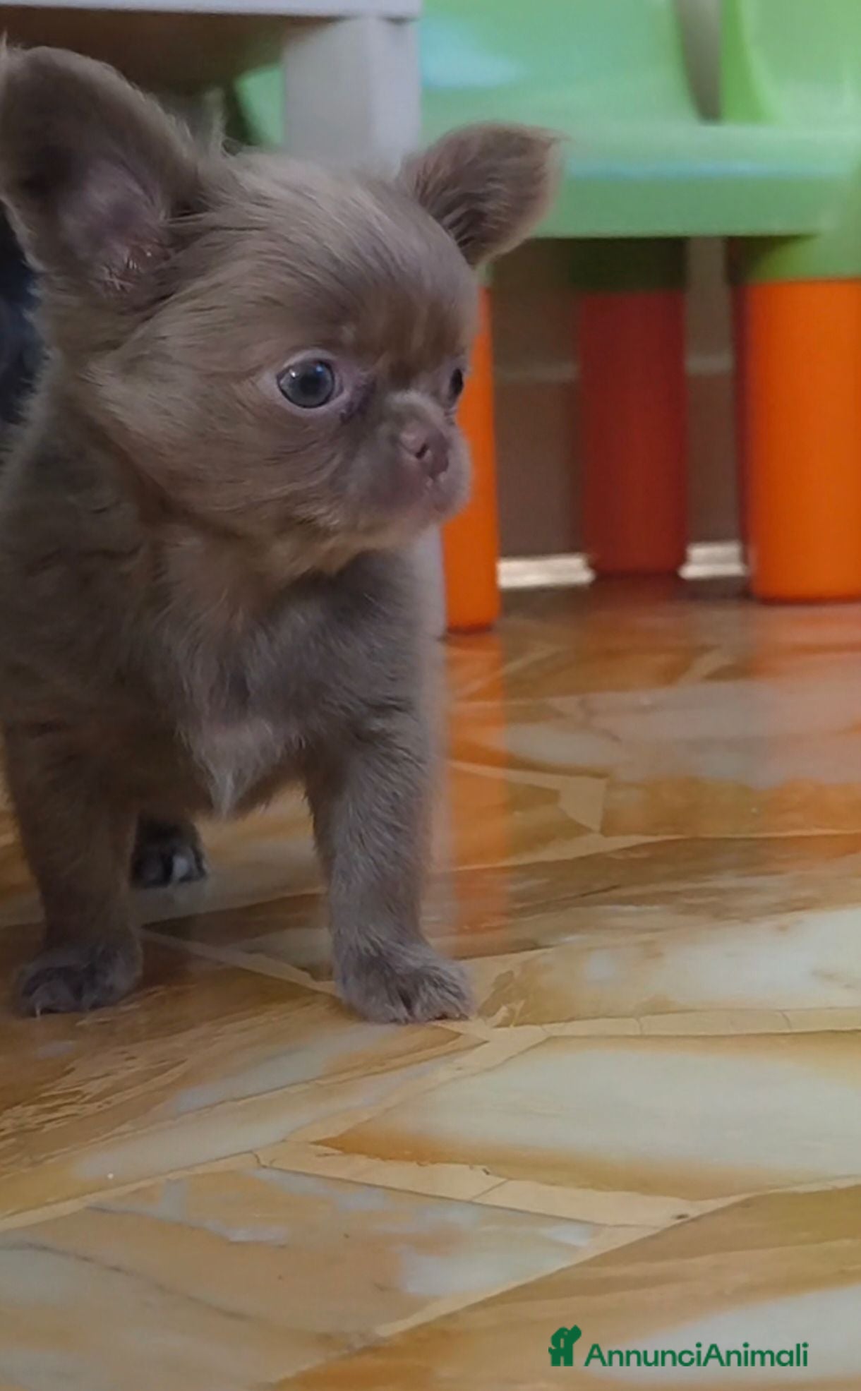 Chihuahua cani Chihuahua Femmina Lilac  - Annuncio 3