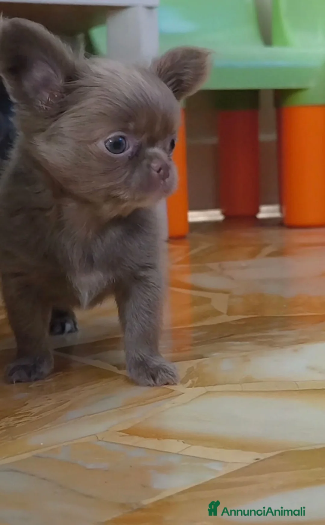 Chihuahua cani in vendita: Chihuahua Femmina Lilac  - Annuncio 1