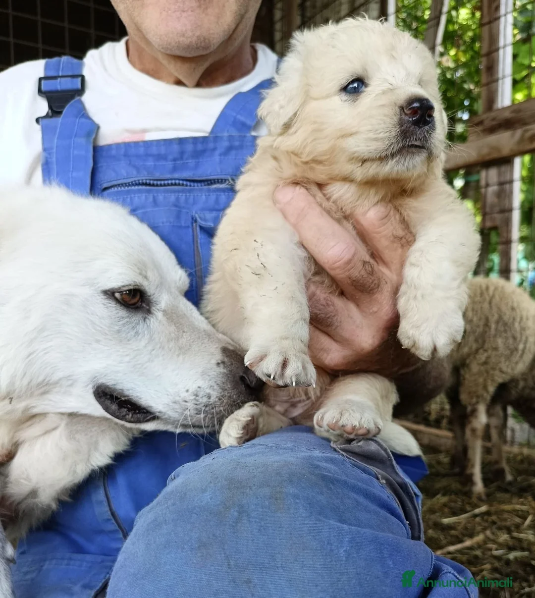 Pastore Abbruzzese Maremmano cani in vendita: Cuccioli di pastore maremmano abruzzese  - Annuncio 2