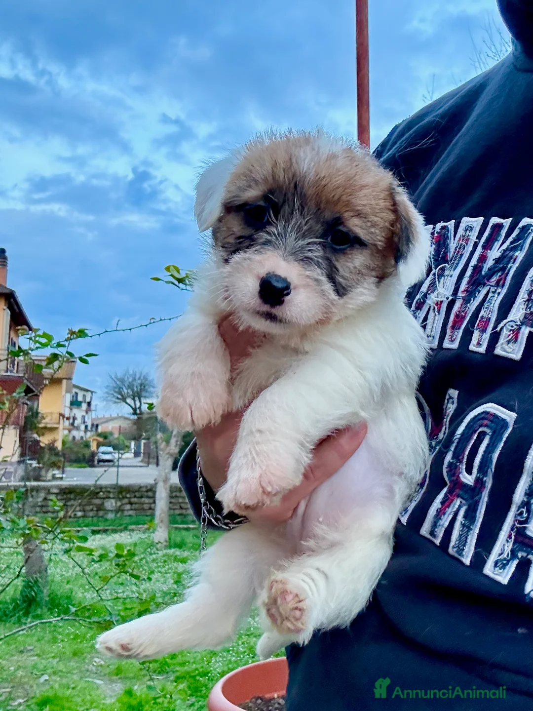Jack Russell cani in vendita: Jack Russell alta genealogia  a Città metropolitana di Roma Capitale - Annuncio 2