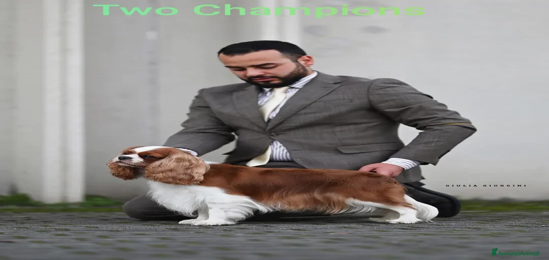 Immagine della galleria {{count}}