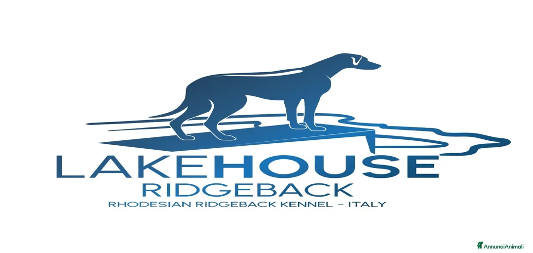 Immagine della galleria {{count}}