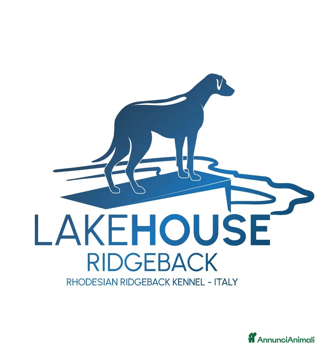 Immagine della galleria {{count}}