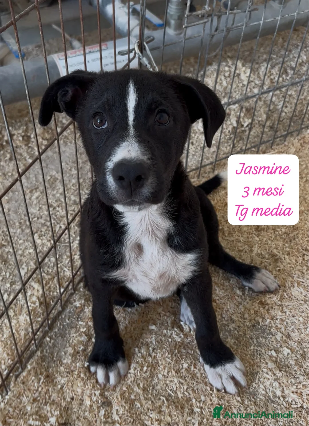 Meticcio cani in regalo: Trovatelli cercano urgentemente casa  a Provincia di Monza e della Brianza - Annuncio 13