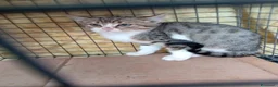 Europeo gatti in regalo: gattina cucciola cerca casa❤️ - Annuncio 1