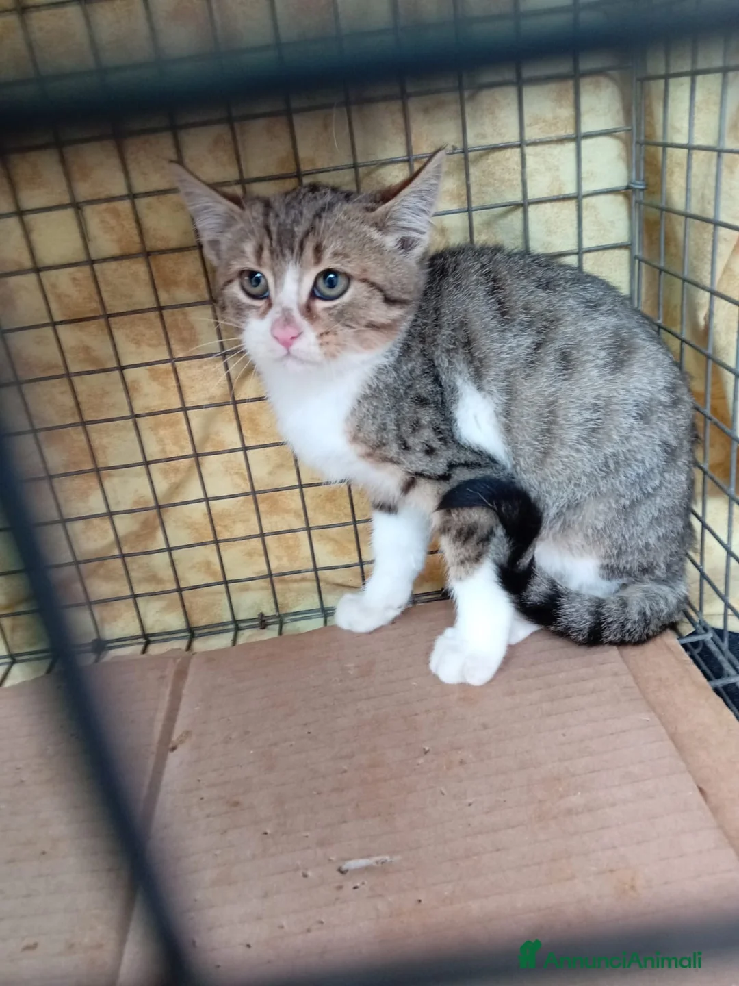 Europeo gatti in regalo: gattina cucciola cerca casa❤️ - Annuncio 1