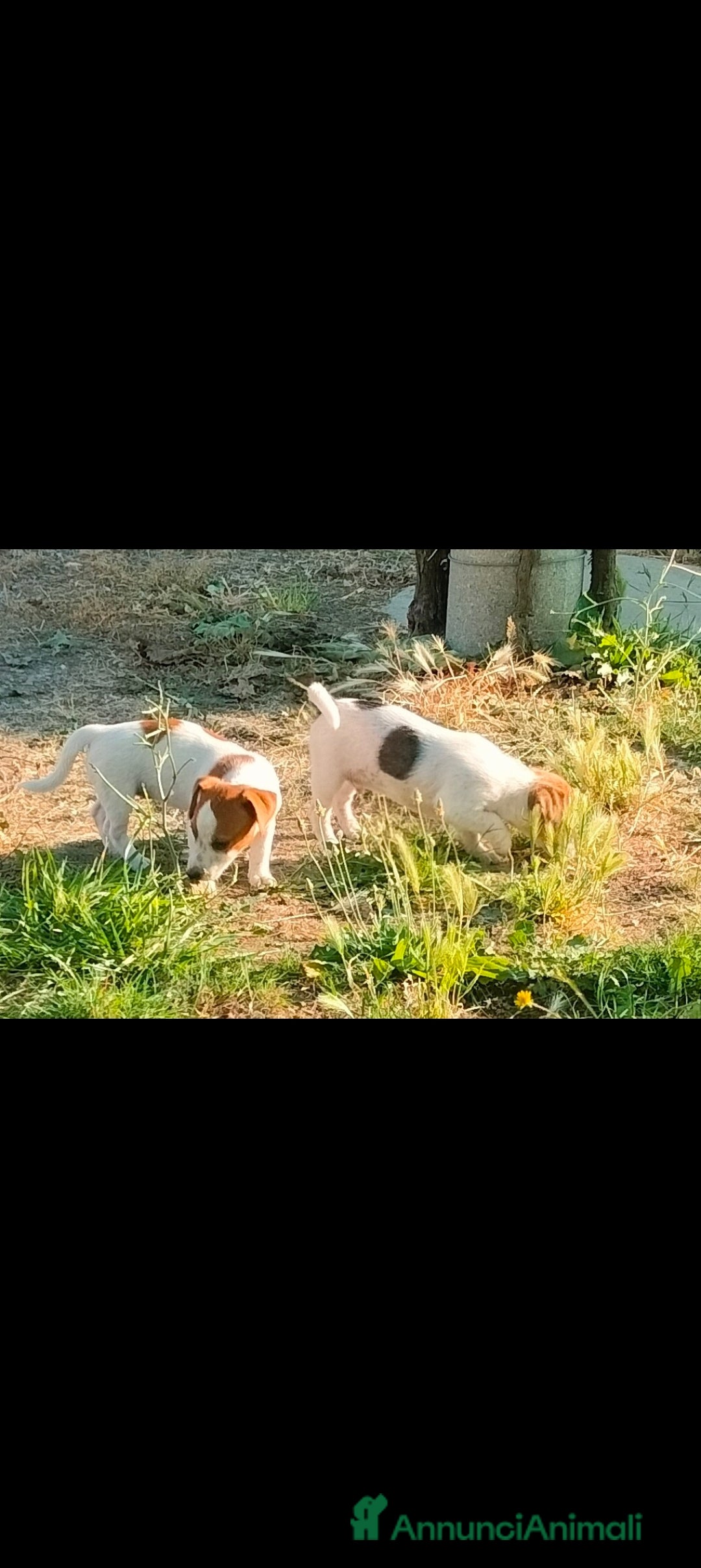 Jack Russell cani in vendita: Jack russel a Provincia di Potenza - Immagine 2