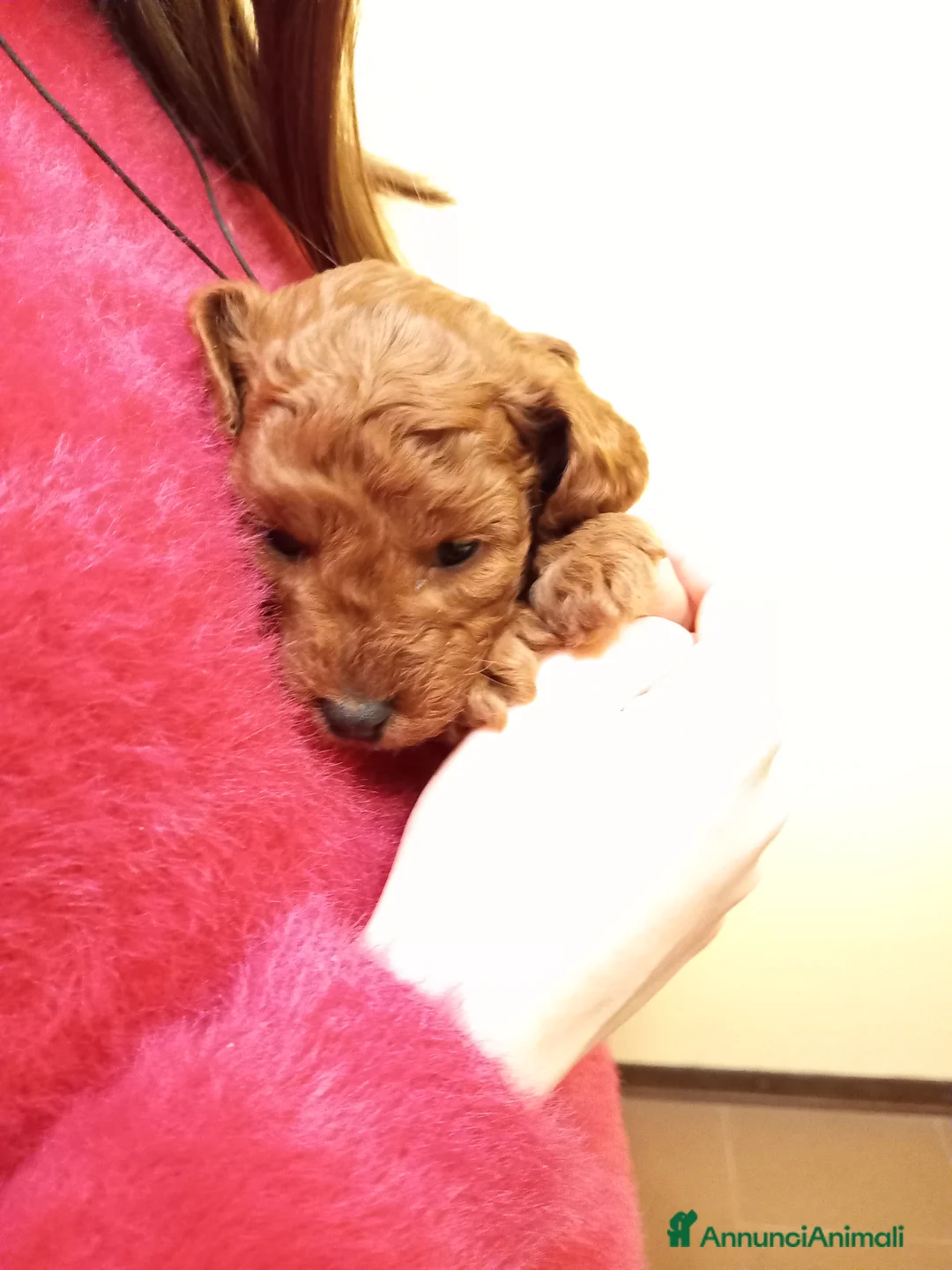 Barboncino cani in vendita: Barboncino nano red ultimo maschio disponibile  - Annuncio 2