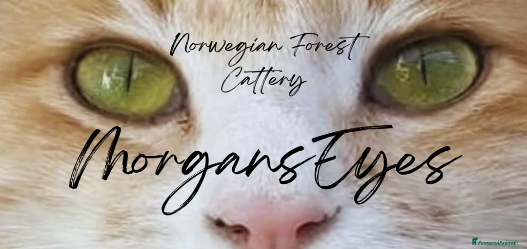 Immagine della galleria {{count}}