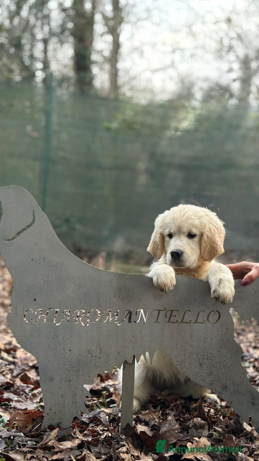 Golden Retriever cani Golden Retriever cuccioli - Annuncio 2