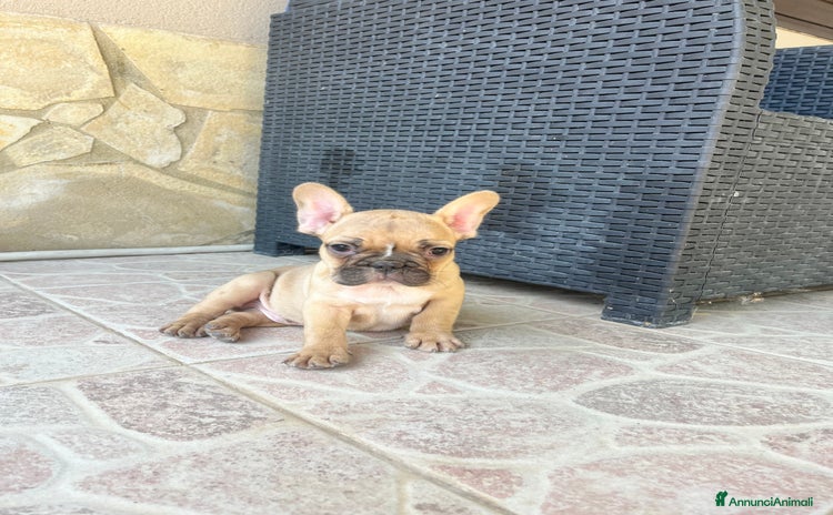 Bulldog Francese cani a Città metropolitana di Catania - Annuncio 7