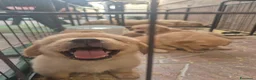 Golden Retriever cani in vendita: Cuccioli di golden retriver  a Città Metropolitana di Napoli - Annuncio 5