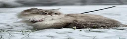 Siberiano gatti in vendita: Cuccioli gatti Siberiani Neva Masque Pedigree ANFI a Città Metropolitana di Bologna - Annuncio 12