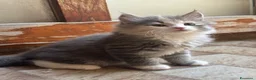 Siberiano gatti in vendita: Freya, bellissima gattina siberiana - Annuncio 12