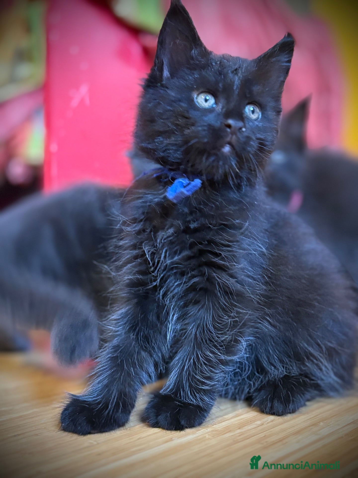 Maine Coon gatti Piccole Pantere, Grandi Emozioni– Maine Coon Black - Annuncio 10