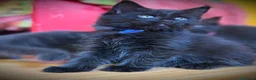 Maine Coon gatti in vendita: Piccole Pantere, Grandi Emozioni– Maine Coon Black - Annuncio 1