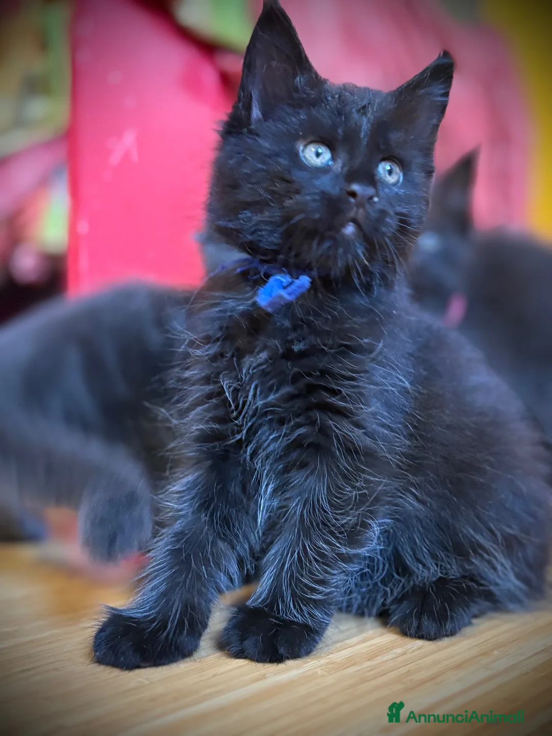 Maine Coon gatti in vendita: Piccole Pantere, Grandi Emozioni– Maine Coon Black - Annuncio 1