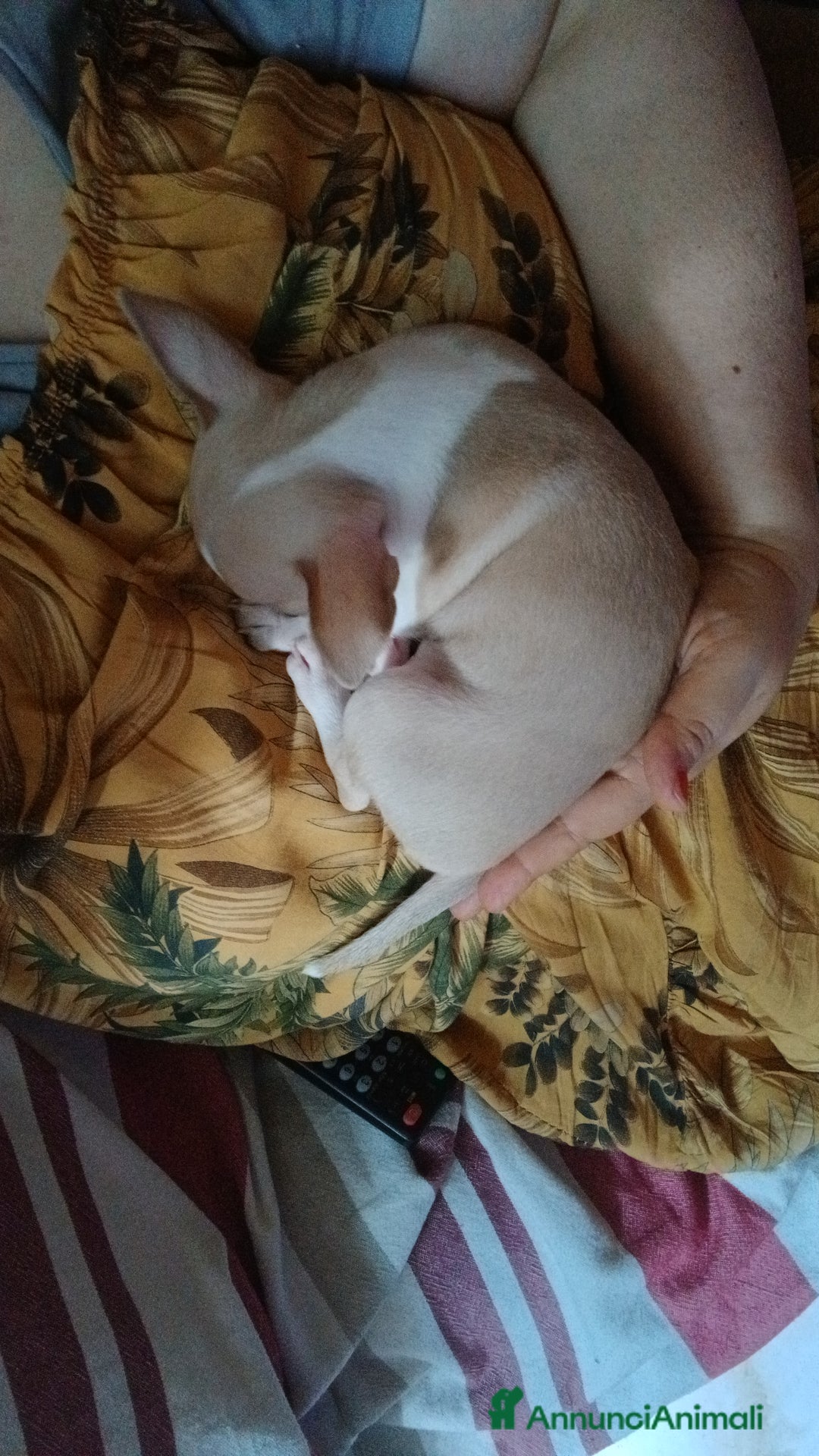 Chihuahua cani in vendita: Chihuahua Cuccioli stupendi a Città metropolitana di Roma Capitale - Immagine 2