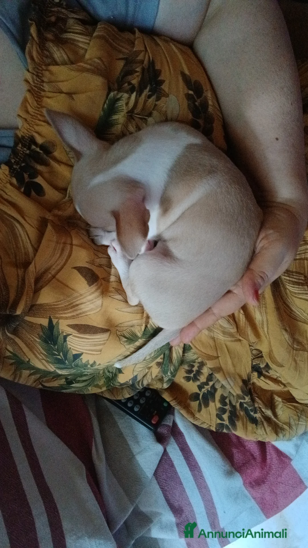 Chihuahua cani in vendita: Chihuahua Cuccioli stupendi a Città metropolitana di Roma Capitale - Annuncio 2