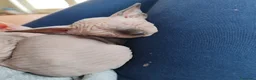 Sphynx gatti in vendita: Cuccioli Canadian Sphynx  - Annuncio 11