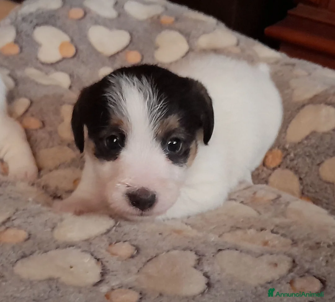 Jack Russell cani in vendita: Jack Russell Terrier Broken Ruvido cuccioli  a Città metropolitana di Roma Capitale - Annuncio 5