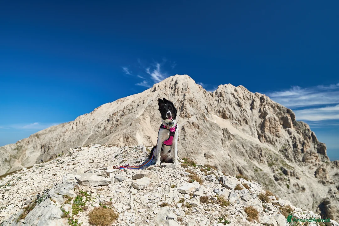 Border Collie cani per accoppiamento: Yuma cerca un fidanzato - Annuncio 2