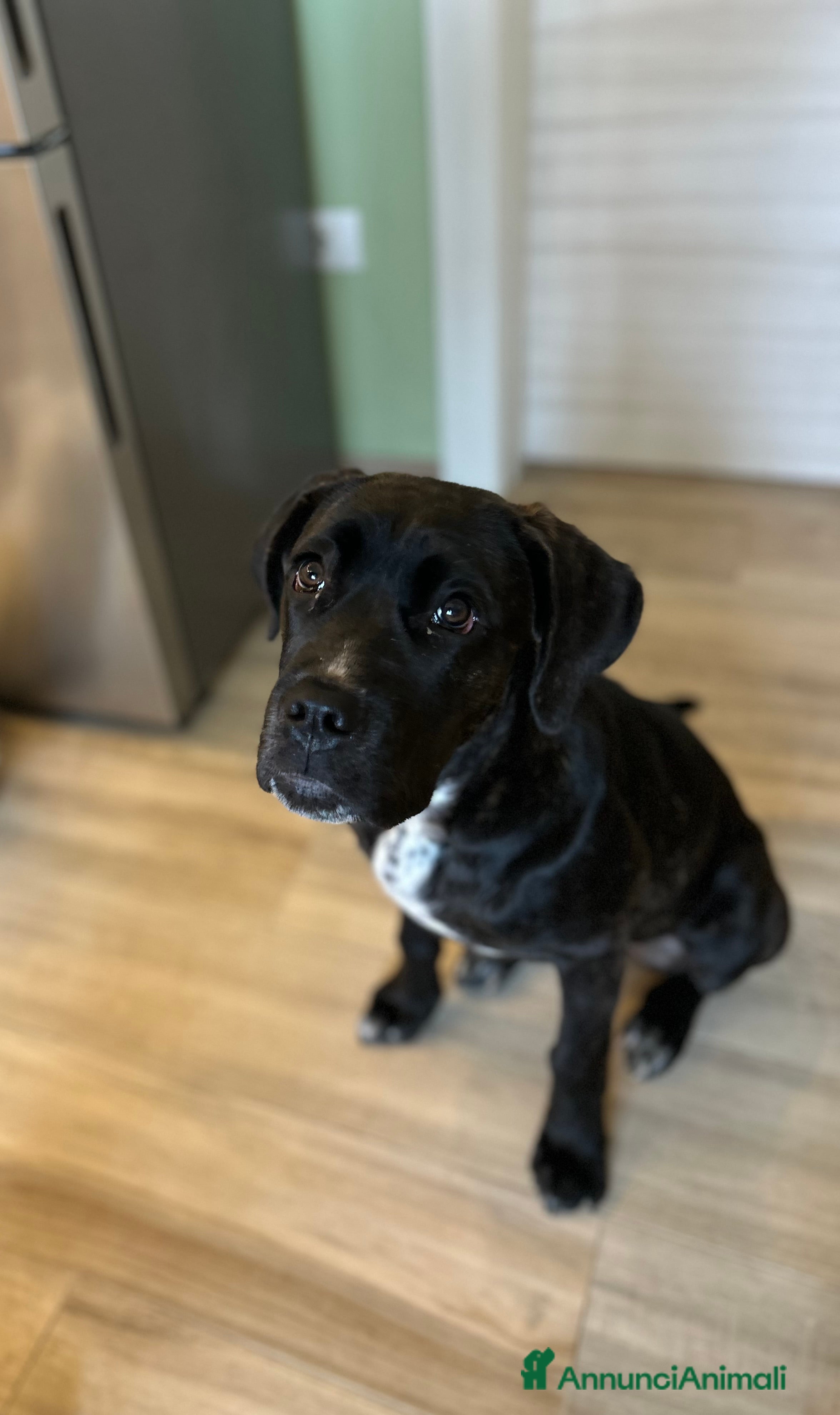 Cane Corso cani Vendo bellissima cucciola di cane corso  - Annuncio 23