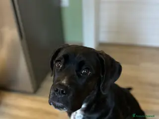 Cane Corso cani Vendo bellissima cucciola di cane corso - Annuncio 23