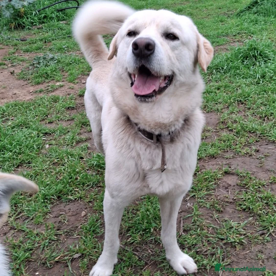 Meticcio cani in regalo: WATSON💙-dolce e allegro, nessuno chiama per lui🥲 - Annuncio 5