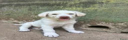 Meticcio cani in regalo: Lumi cerca casa 🏡 - Annuncio 11