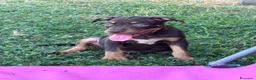 Pitbull cani in vendita: Cuccioli di Pit Bull con Pedigree anche a rate - Annuncio 3