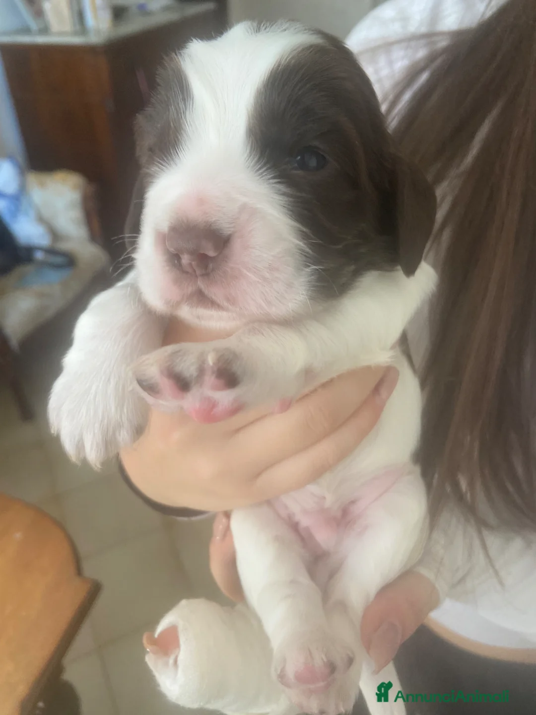 Cocker cani in vendita: Cuccioli di cocker spaniel a Città metropolitana di Roma Capitale - Annuncio 2