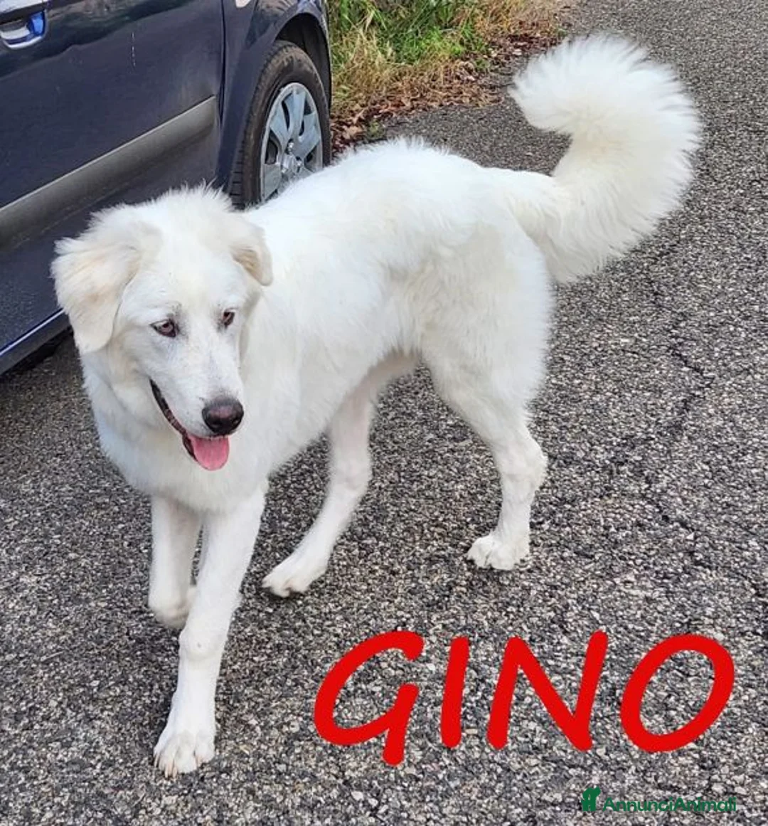 Pastore Maremmano cani in regalo: GINO  - Annuncio 1