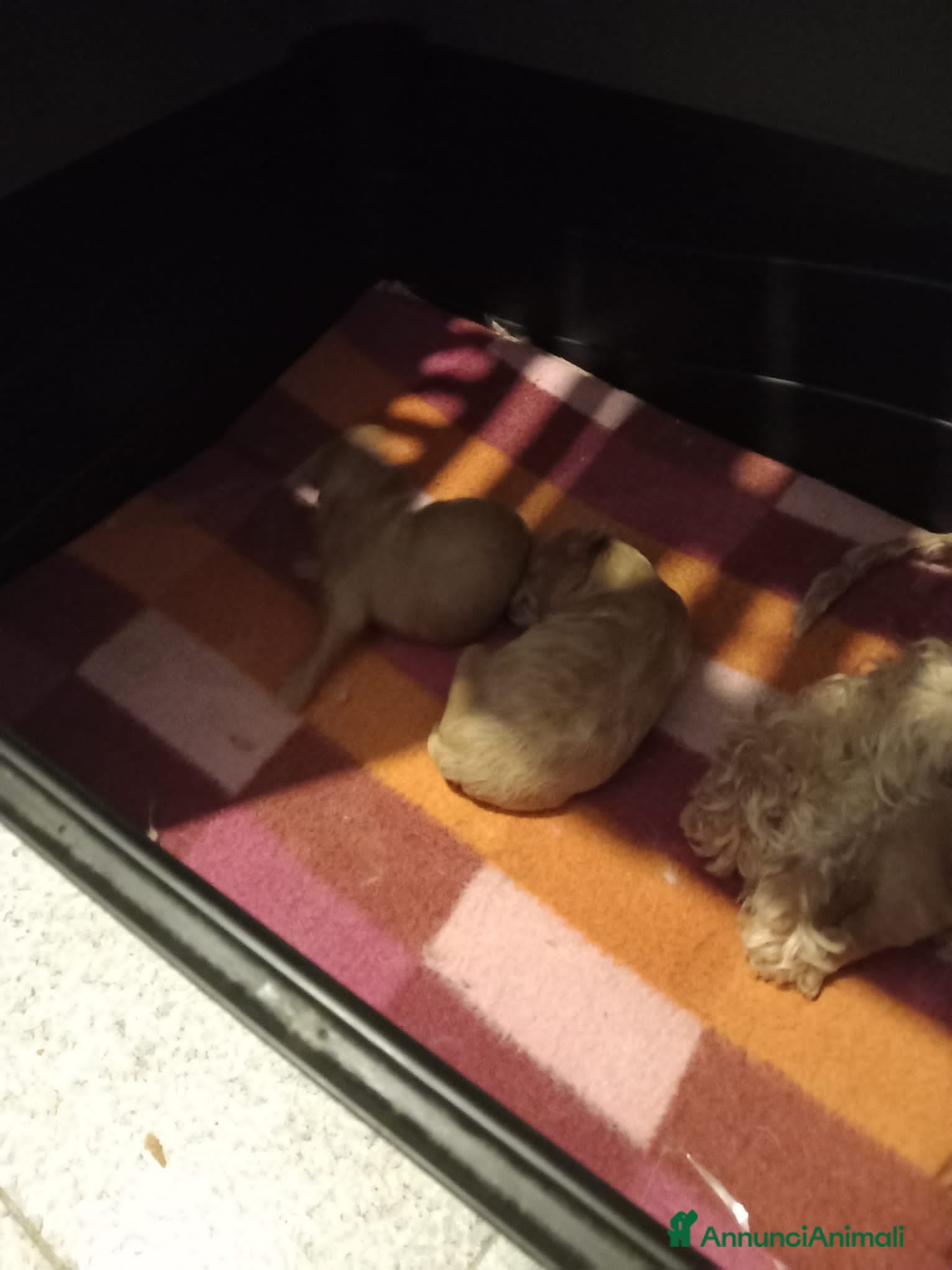 Maltipoo cani Maltipo  - Annuncio 2