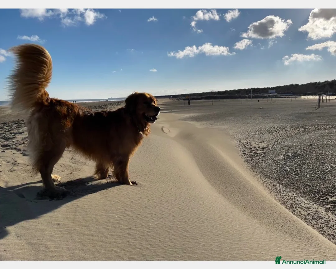 Golden Retriever cani per accoppiamento: Golden Retriever, Inglese. Ettore, cerca fidanzata a Città Metropolitana di Torino - Annuncio 5