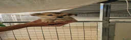 Meticcio cani in regalo: Mughetto, Ciclamino e Tiglio: maschietti 3 mesi - Annuncio 22