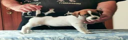 Jack Russell cani in vendita: Cucciolata jack Russell terrier con pedigree  - Annuncio 21